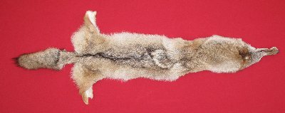 Picture of this lot Tanned Coyote Hides, Pelts, Skins