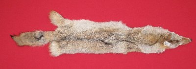 Picture of this lot Tanned Coyote Hides, Pelts, Skins