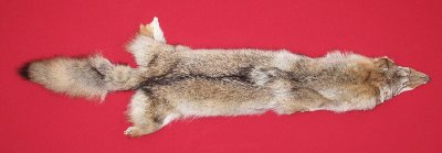 Picture of this lot Tanned Coyote Hides, Pelts, Skins