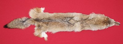 Picture of this lot Tanned Coyote Hides, Pelts, Skins