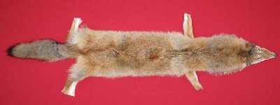 Picture of this lot Tanned Coyote Hides, Pelts, Skins