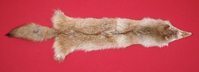 Picture of this lot Tanned Coyote Hides, Pelts, Skins