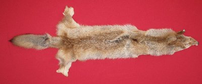 Picture of this lot Tanned Coyote Hides, Pelts, Skins