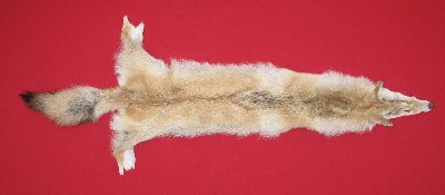 Picture of this lot Tanned Coyote Hides, Pelts, Skins