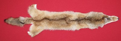 Picture of this lot Tanned Coyote Hides, Pelts, Skins