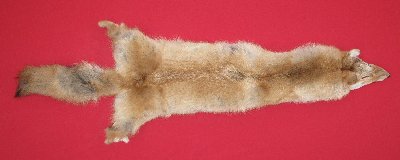 Picture of this lot Tanned Coyote Hides, Pelts, Skins