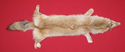Picture of this lot Tanned Coyote Hides, Pelts, Skins