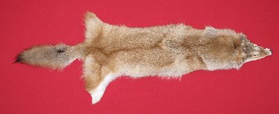 Picture of this lot Tanned Coyote Hides, Pelts, Skins
