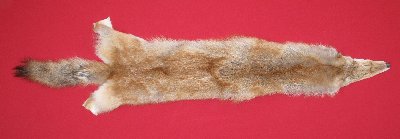 Picture of this lot Tanned Coyote Hides, Pelts, Skins