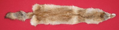 Picture of this lot Tanned Coyote Hides, Pelts, Skins