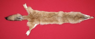 Picture of this lot Tanned Coyote Hides, Pelts, Skins