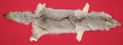 Picture of this lot Tanned Coyote Hides, Pelts, Skins