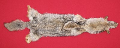 Picture of this lot Tanned Coyote Hides, Pelts, Skins