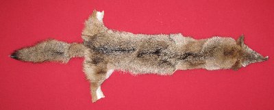 Picture of this lot Tanned Coyote Hides, Pelts, Skins
