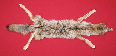 Picture of this lot Tanned Coyote Hides, Pelts, Skins