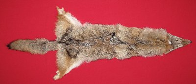 Picture of this lot Tanned Coyote Hides, Pelts, Skins