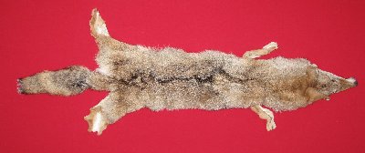 Picture of this lot Tanned Coyote Hides, Pelts, Skins