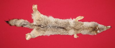Picture of this lot Tanned Coyote Hides, Pelts, Skins