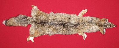 Picture of this lot Tanned Coyote Hides, Pelts, Skins