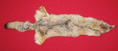 Picture of this lot Tanned Coyote Hides, Pelts, Skins