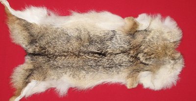 Picture of this lot Tanned Coyote Hides, Pelts, Skins