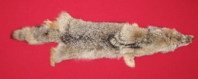 Picture of this lot Tanned Coyote Hides, Pelts, Skins