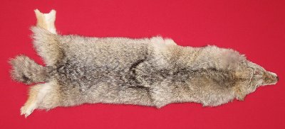Picture of this lot Tanned Coyote Hides, Pelts, Skins