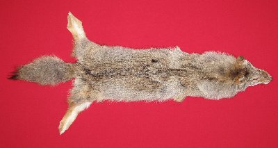 Picture of this lot Tanned Coyote Hides, Pelts, Skins