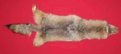 Picture of this lot Tanned Coyote Hides, Pelts, Skins