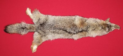 Picture of this lot Tanned Coyote Hides, Pelts, Skins