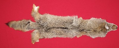 Picture of this lot Tanned Coyote Hides, Pelts, Skins