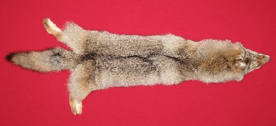 Picture of this lot Tanned Coyote Hides, Pelts, Skins