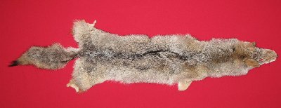 Picture of this lot Tanned Coyote Hides, Pelts, Skins