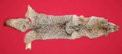 Picture of this lot Tanned Coyote Hides, Pelts, Skins