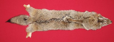 Picture of this lot Tanned Coyote Hides, Pelts, Skins