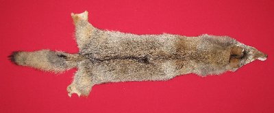 Picture of this lot Tanned Coyote Hides, Pelts, Skins
