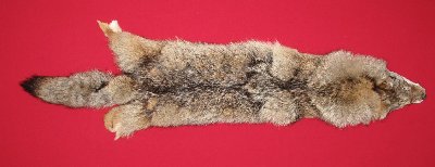 Picture of this lot Tanned Coyote Hides, Pelts, Skins
