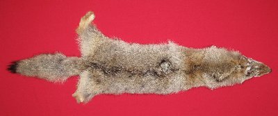 Picture of this lot Tanned Coyote Hides, Pelts, Skins