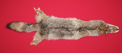 Picture of this lot Tanned Coyote Hides, Pelts, Skins
