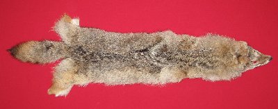 Picture of this lot Tanned Coyote Hides, Pelts, Skins