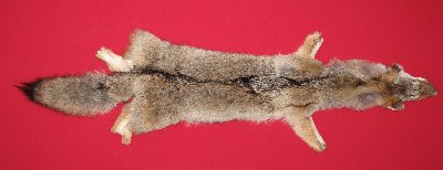 Picture of this lot Tanned Coyote Hides, Pelts, Skins