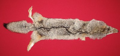 Picture of this lot Tanned Coyote Hides, Pelts, Skins