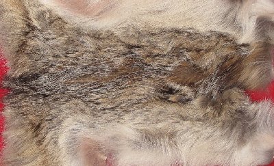 Picture of this lot Tanned Coyote Hides, Pelts, Skins