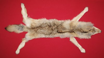 Picture of this lot Tanned Coyote Hides, Pelts, Skins