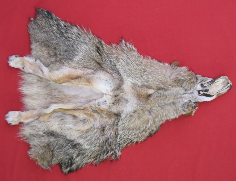 stuffed coyote taxidermy