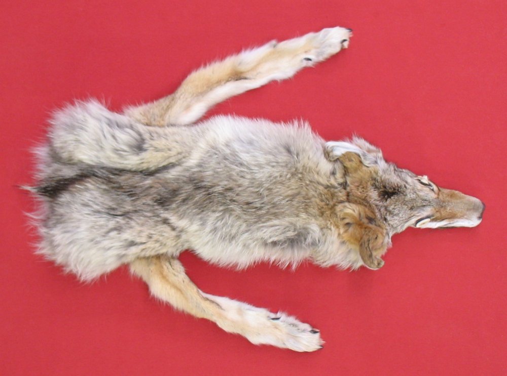 stuffed coyote taxidermy