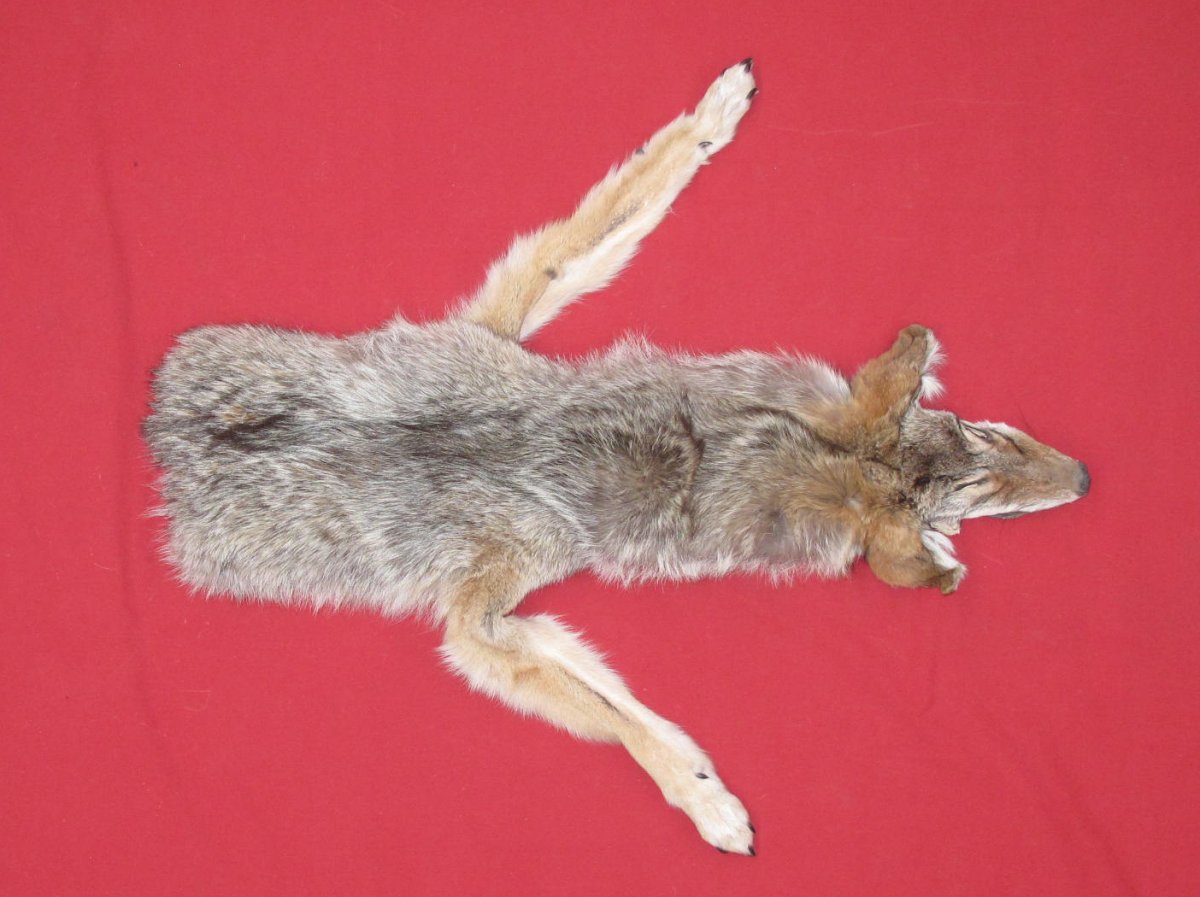 stuffed coyote taxidermy