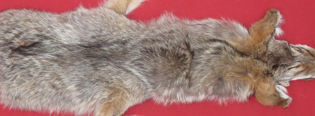 stuffed coyote taxidermy