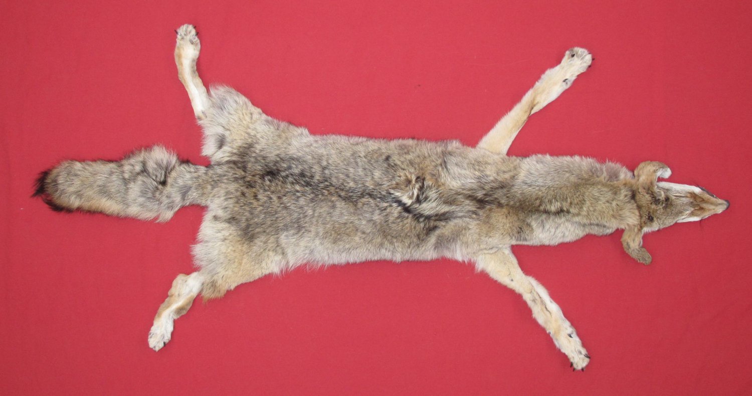 stuffed coyote taxidermy