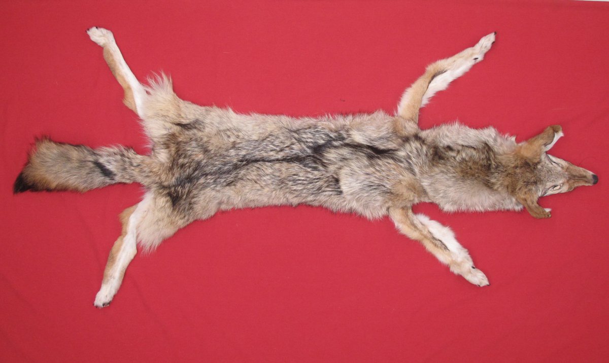 stuffed coyote taxidermy